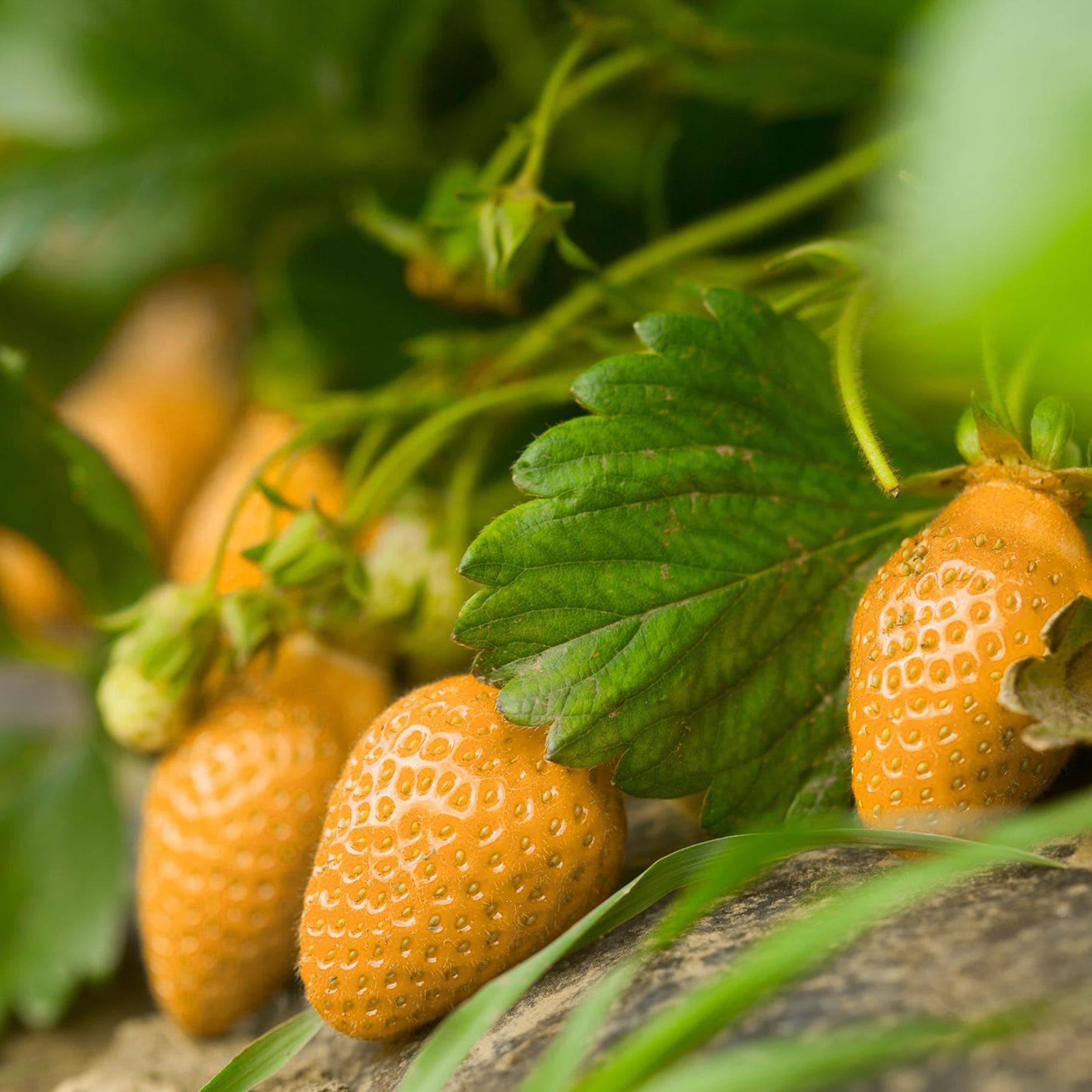 Mixed Strawberry Fragaria × ananassa for planting in vegetable patch or urban garden