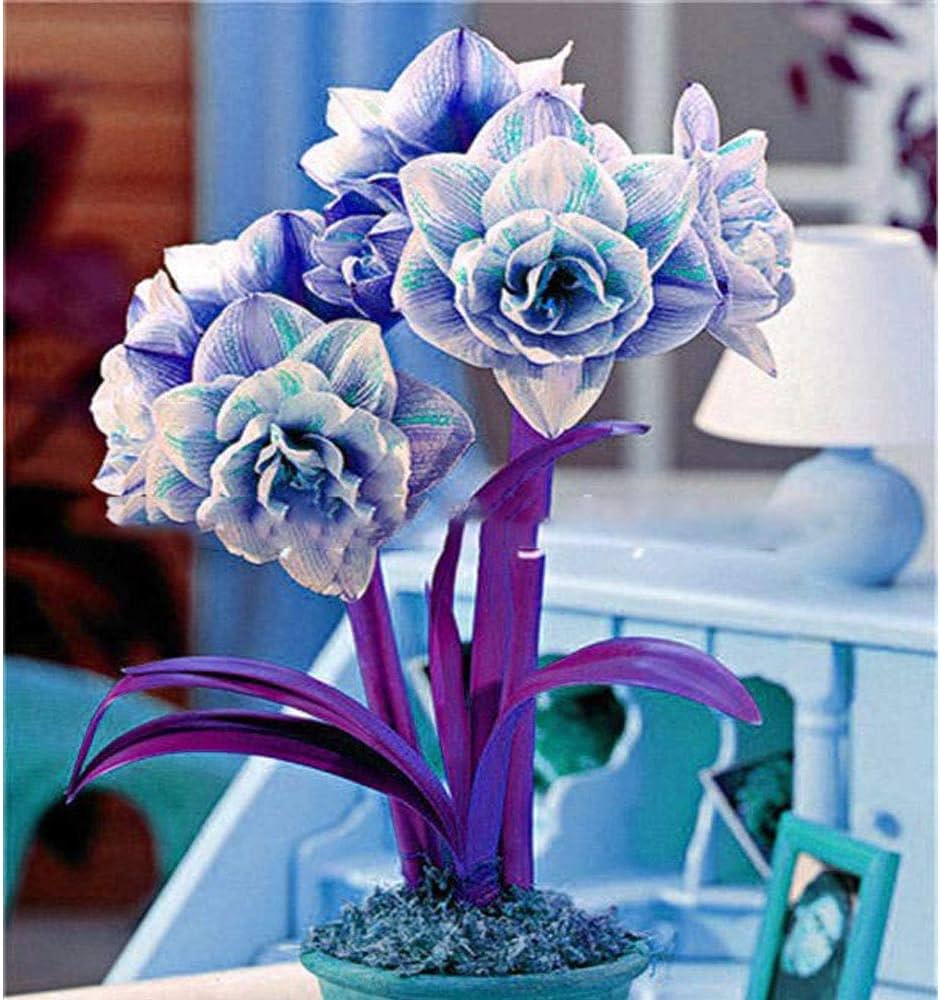 Blue Amaryllis Flower Seeds For Planting