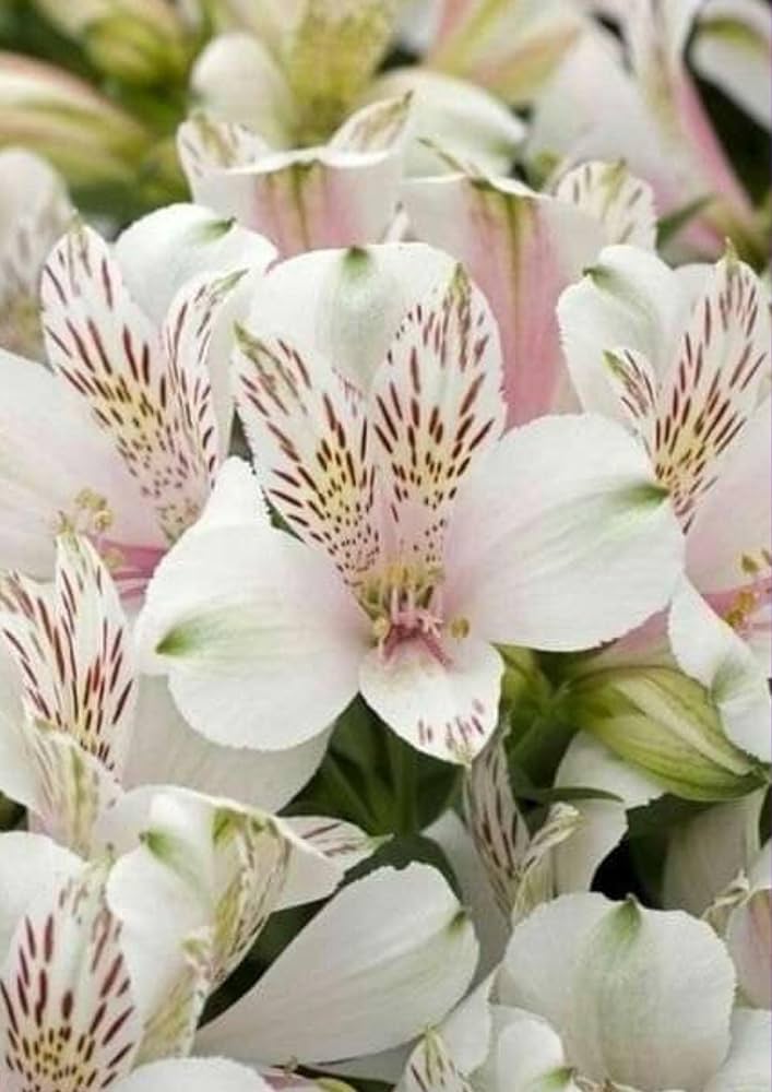 Peruvian Lily Flower Seeds Alstroemeria for planting in flower bed