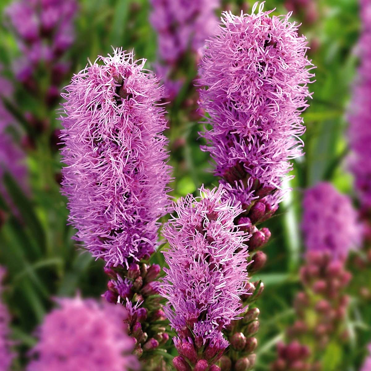 Blazing Star Liatris spicata for planting in flower bed
