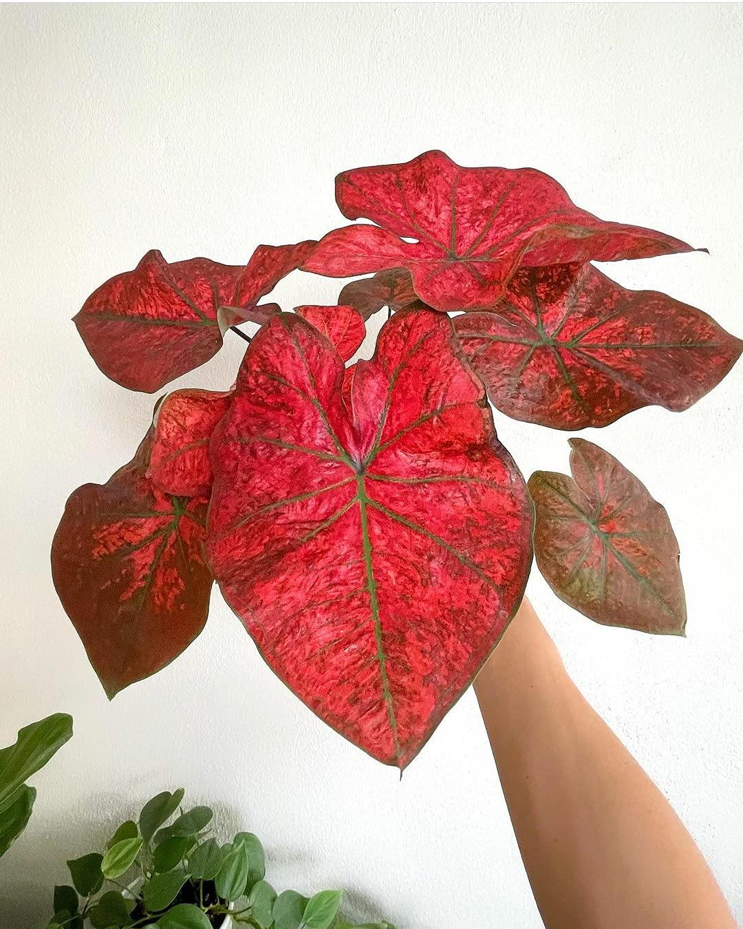 Thailand Caladium Flower Planting - Seed For Vibrant Red Blooms To Enhance Your Garden Plant Seeds