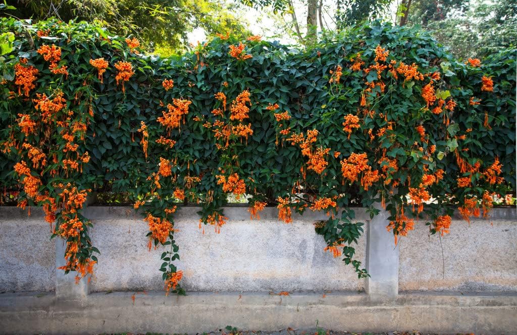 Orange Clematis Flower seeds for Planting Colorful Display Heirloom & GMO Free Seeds for Home Garden 
 
 Sale seeds for home garden planting