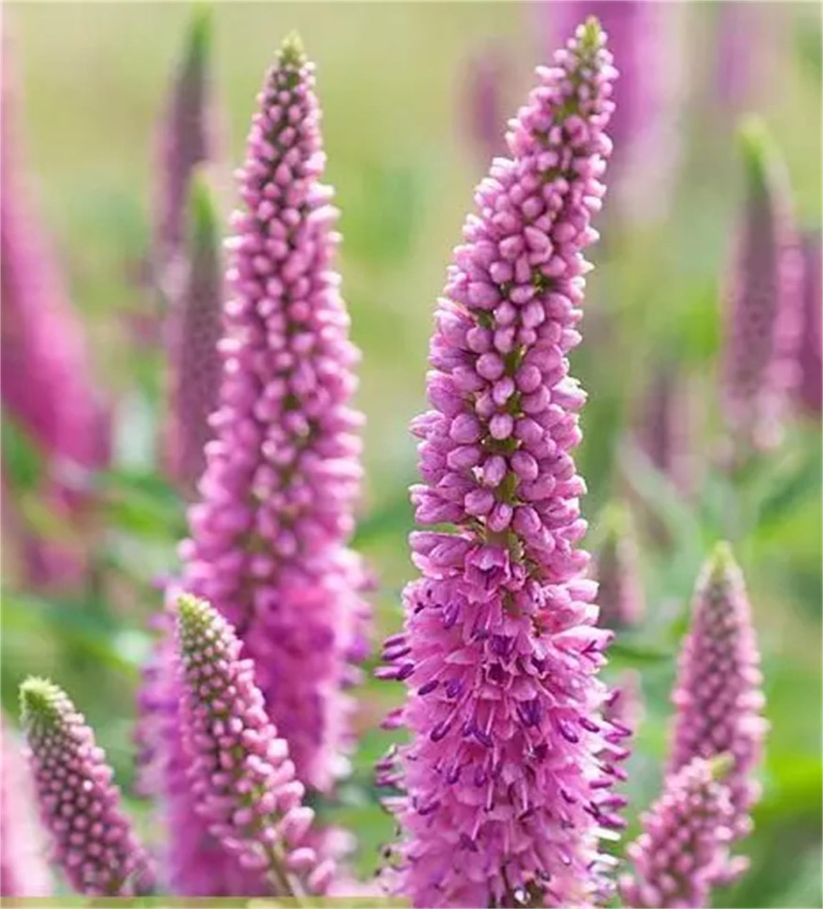 Pink Veronica Flower seeds for Planting - Vibrant Colors, Heirloom & GMO Free Seeds for Home Garden
 
 Sale for planting in home garden.
