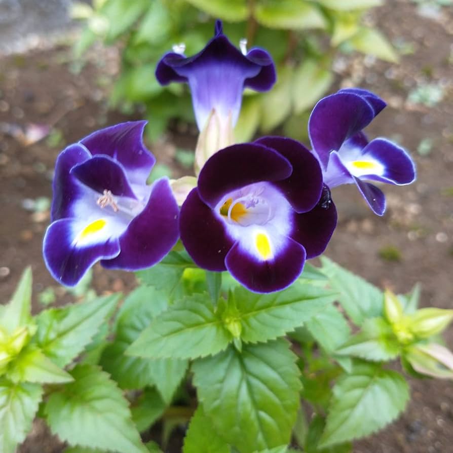 Wishbone Flower Torenia spp. Seeds for Planting in Flower Bed