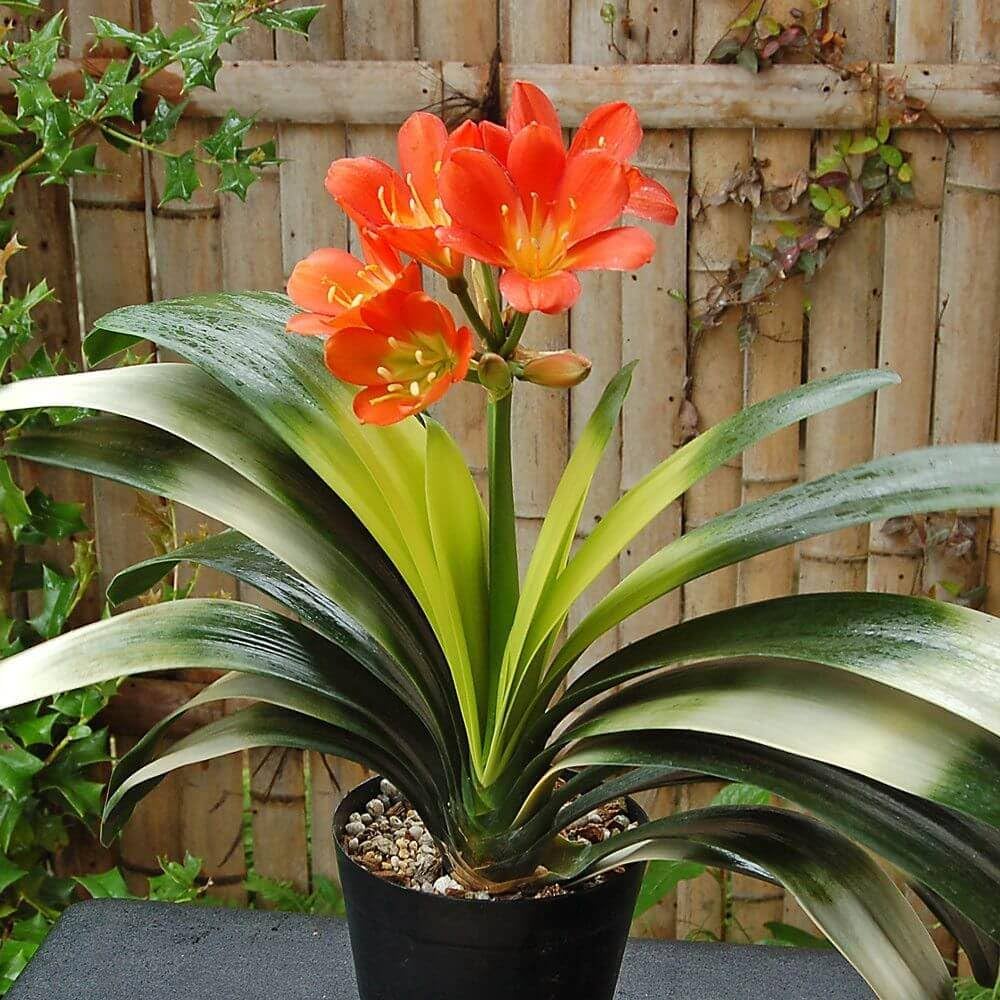 Clivia Flower Clivia miniata for planting in flower bed