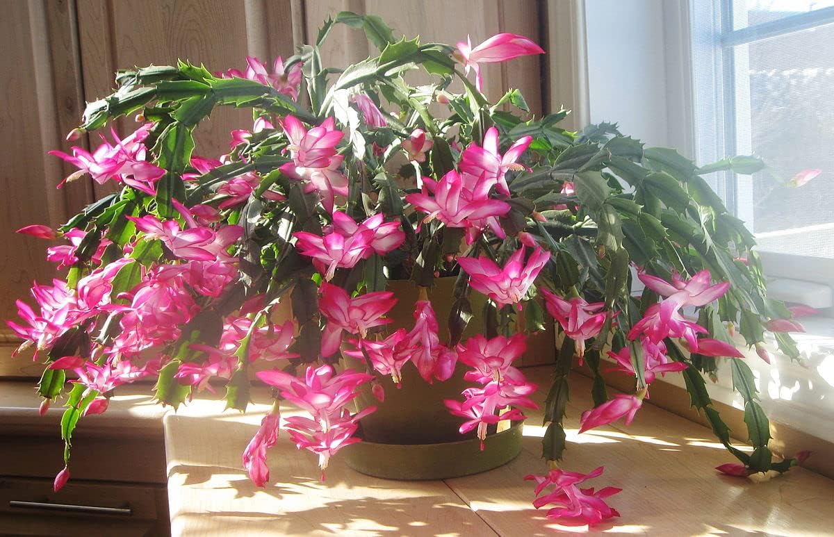 Mixed (Mixed Schlumbergera) seeds for planting in home garden