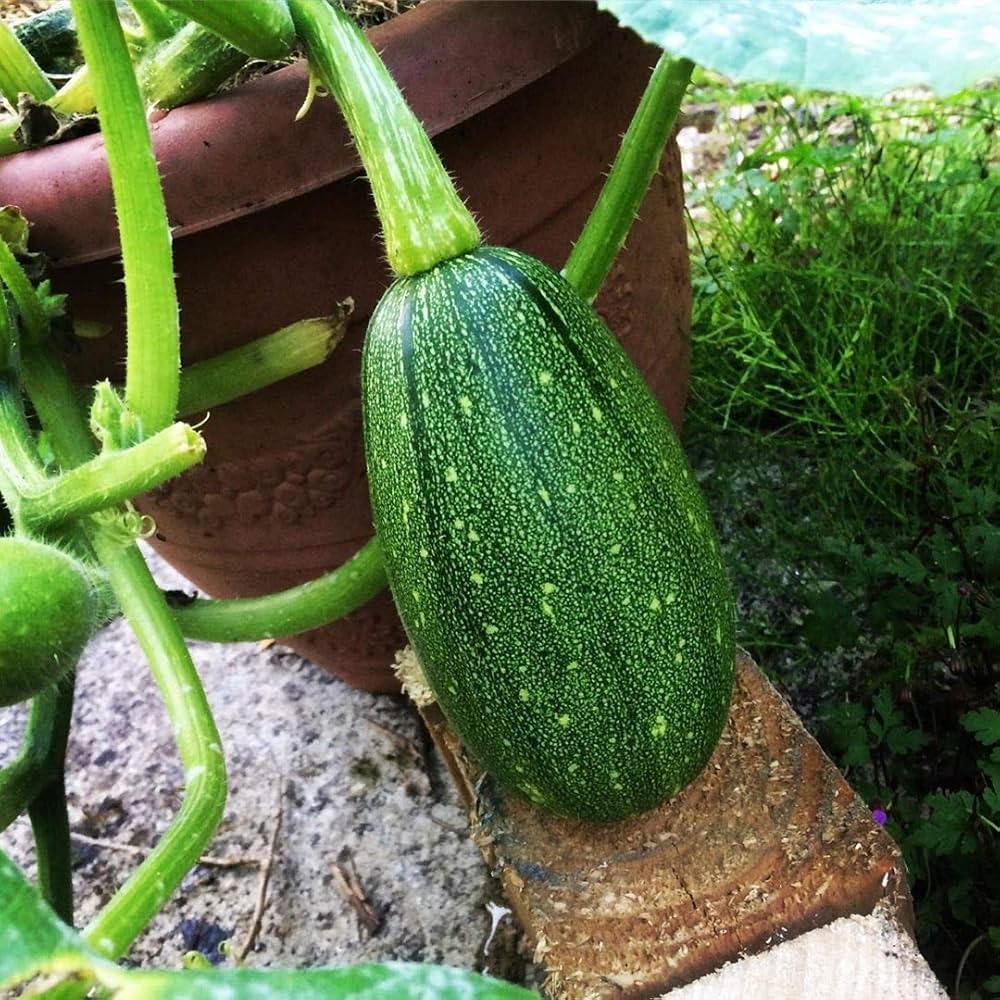 Long Pie Pumpkin Cucurbita pepo for planting in vegetable patch
