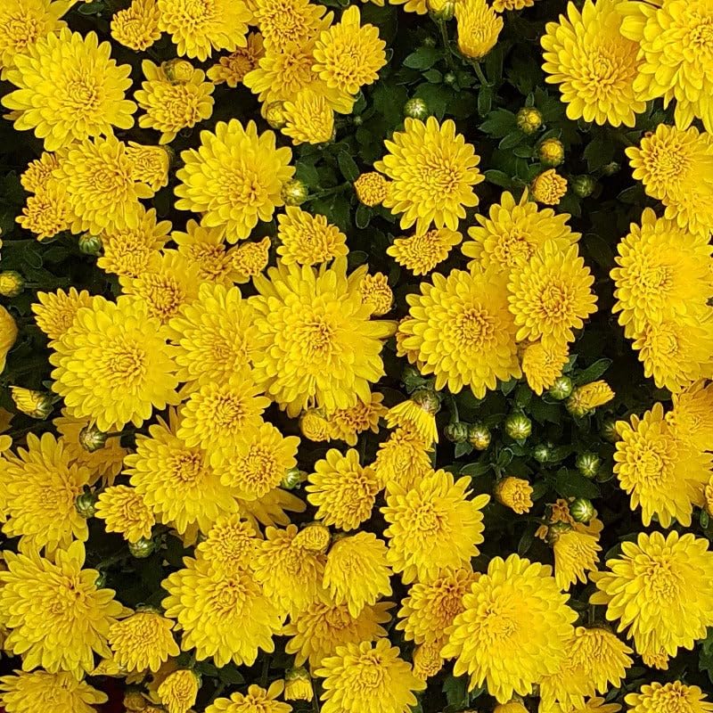 Sharklated Magic Flower Seeds for planting dry-tolerant flowers in garden