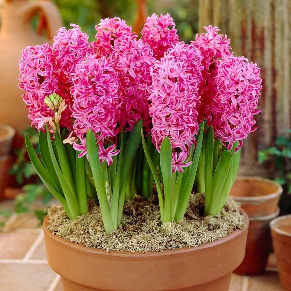 Hyacinth Flower seeds for Planting - Cut Flower Favorite, Heirloom & GMO Free Seeds for Home Garden
 
 Sale seeds for planting in home garden