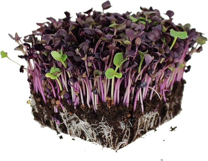 Purple Dragon Carrot seeds for vibrant carrots