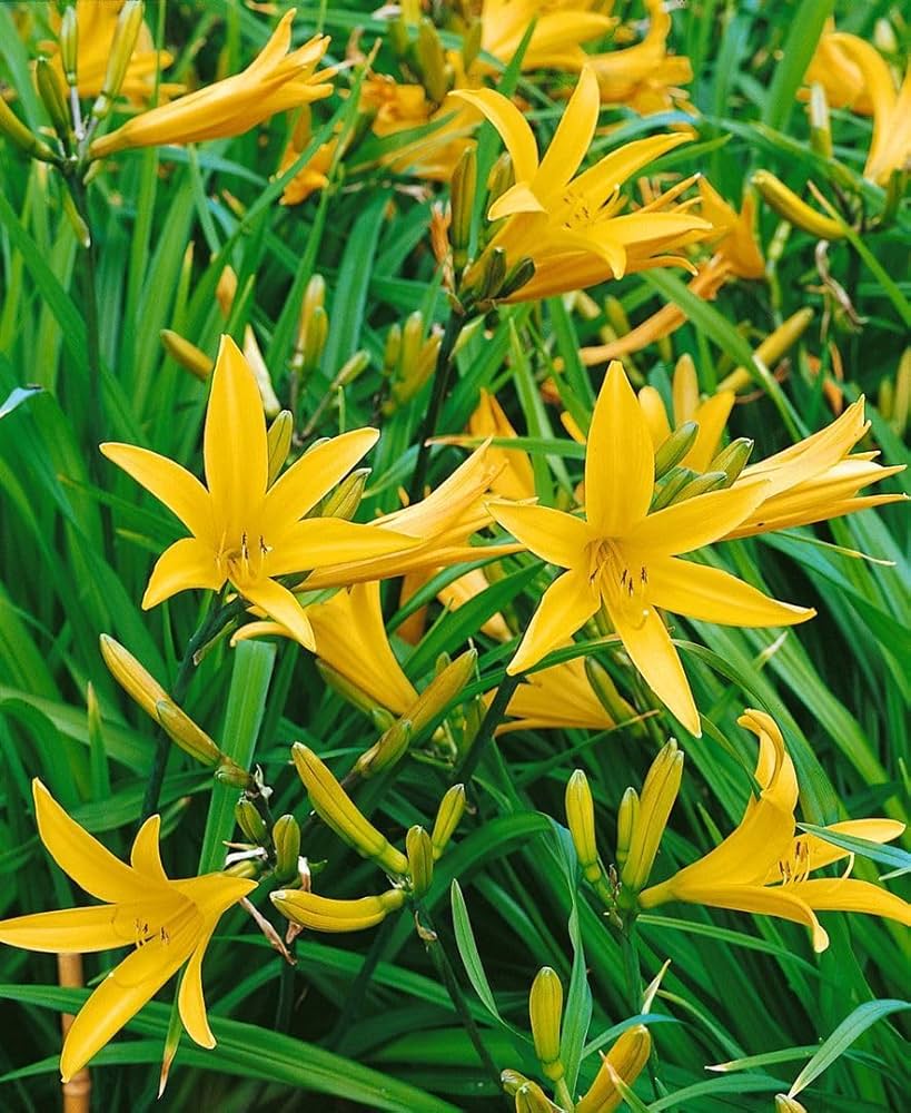 Hemerocallis Citrina Baroni Daylily Hemerocallis for planting in flower bed