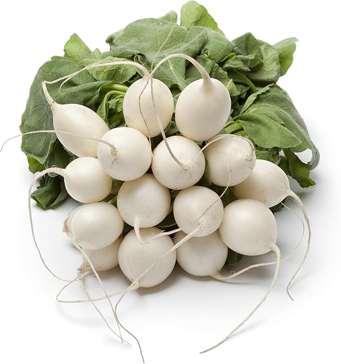 Hailstone Radish seeds for small white radishes