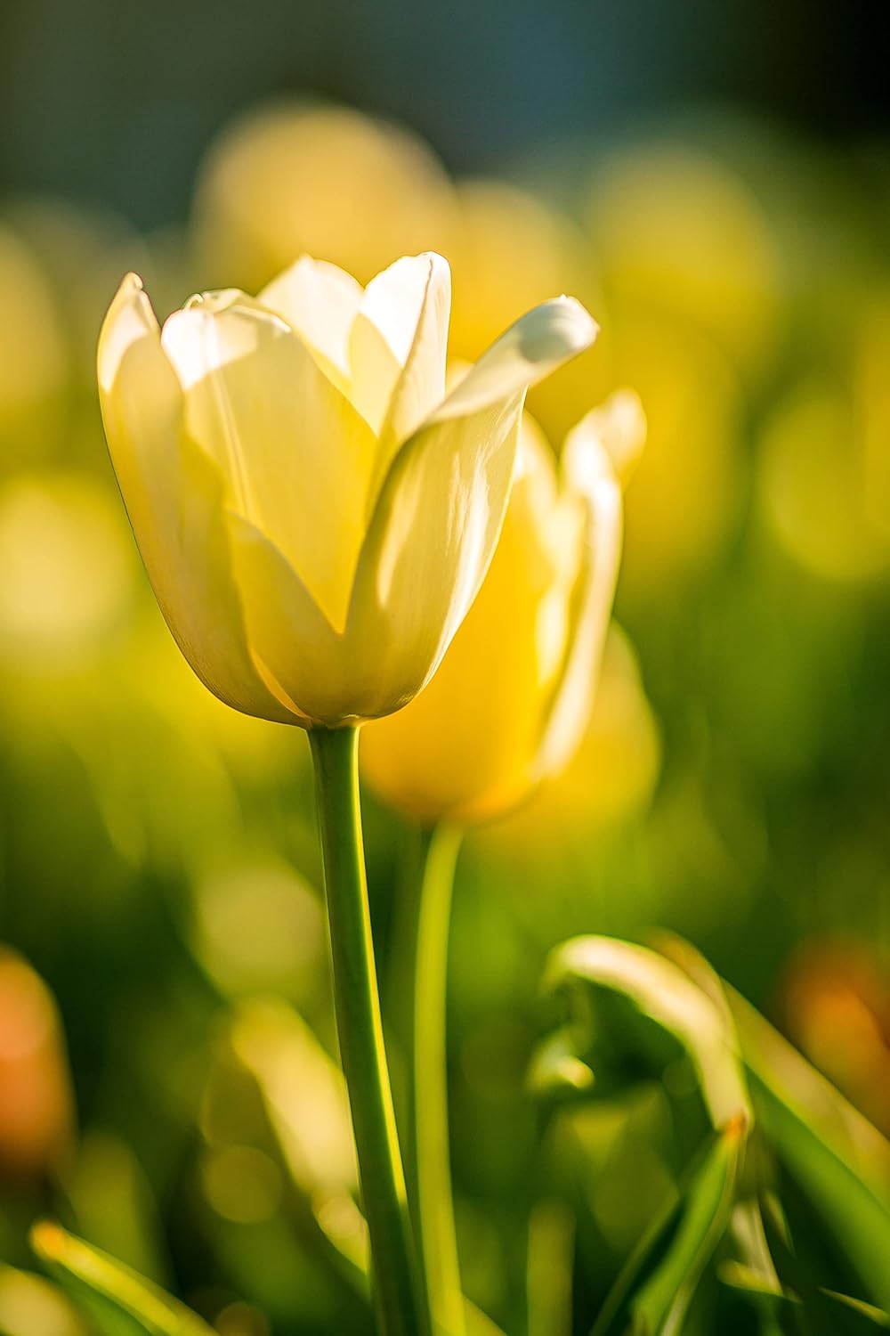 Yellow Tulip Planting Seeds For Gardening