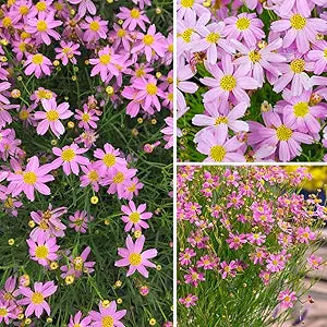 Calliopsis Flower Seeds for Unique Garden Blooms