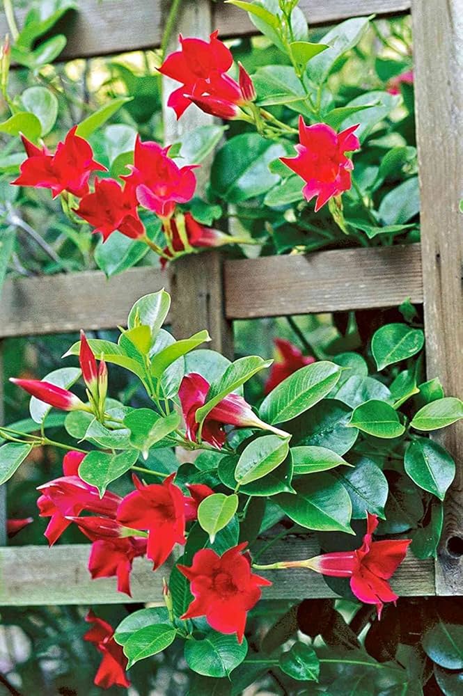 Climbing Mandevilla Sanderi Mandevilla sanderi for planting in vertical garden