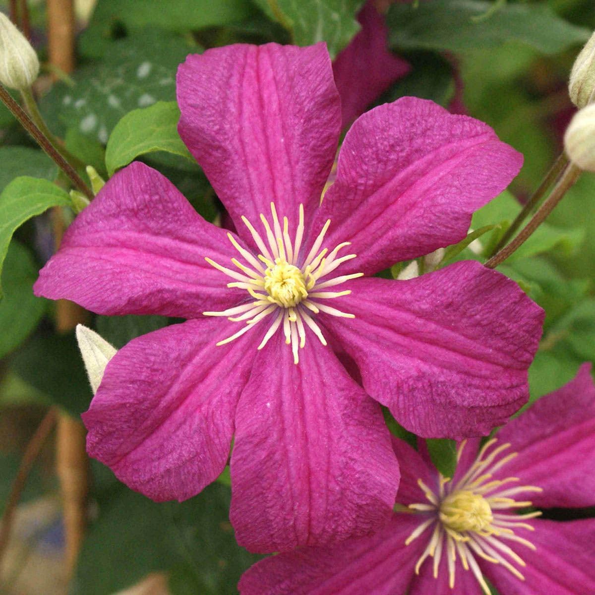 Clematis (Clematis Flower) seeds for planting in home garden