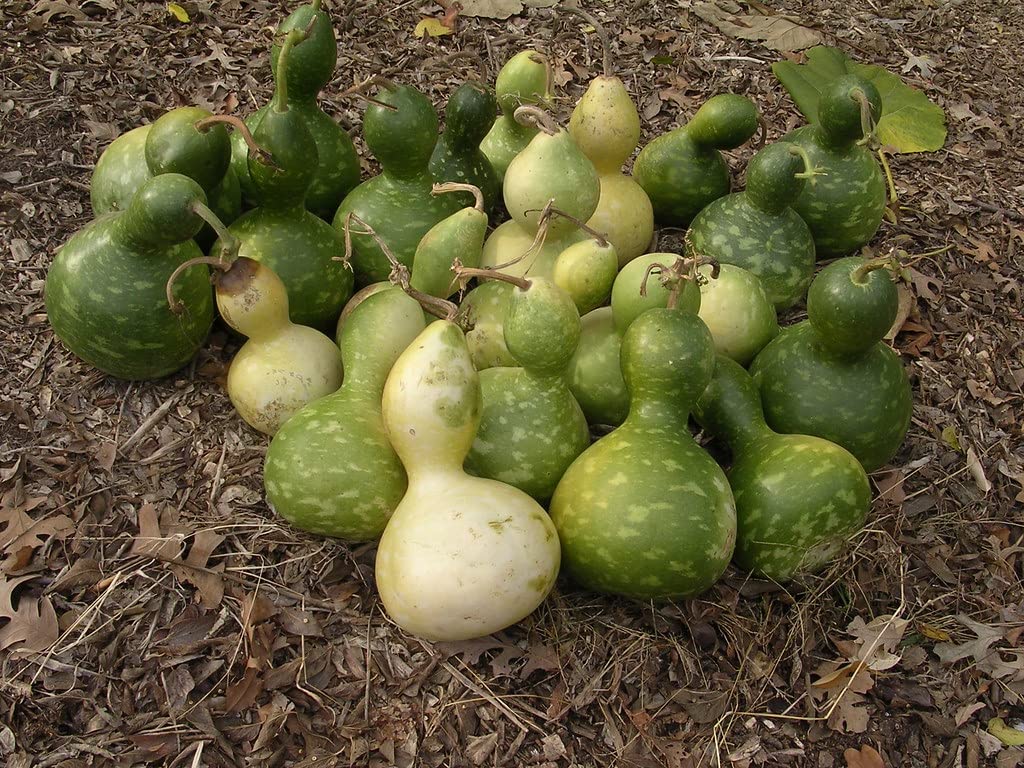 Bird House Bottle Pumpkin Lagenaria siceraria for planting in ornamental garden
