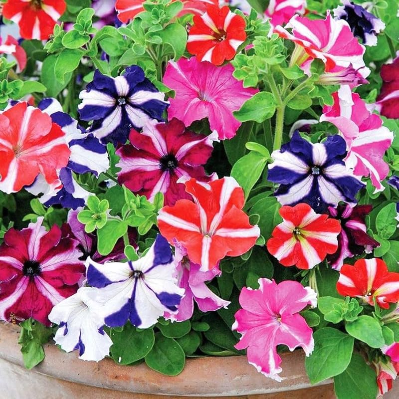 Mixed Mexican Petunia Flower seeds for Planting - Long Bloom Season, Heirloom & GMO Free Seeds for Home Garden
 
 Sale seeds for home garden