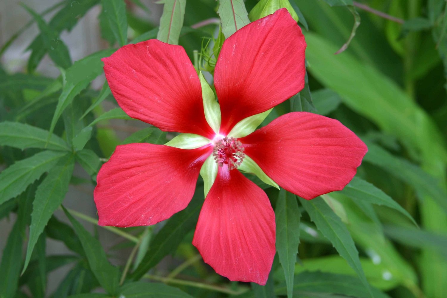 Red Giant Texas Star Hibiscus for planting in home garden