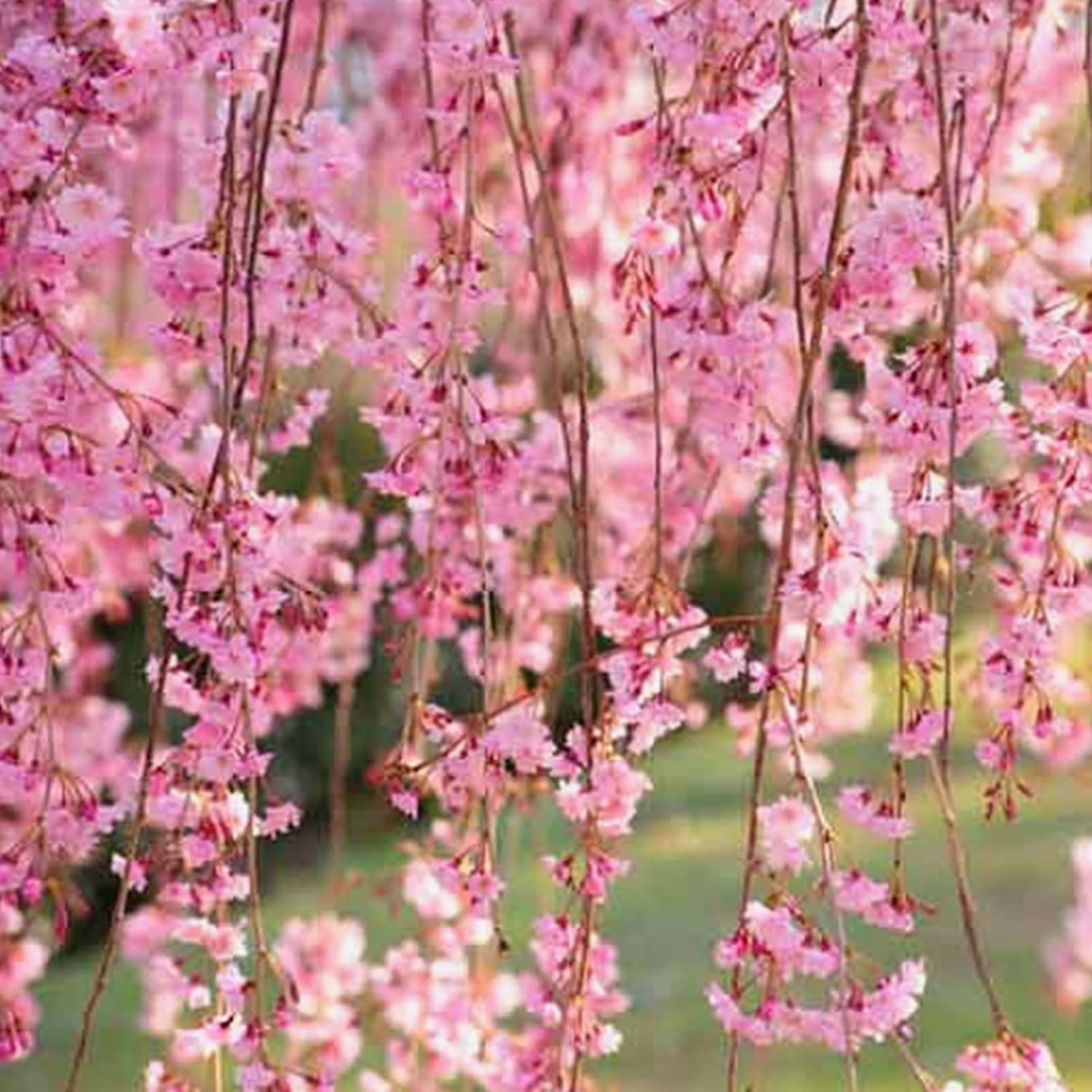 Weeping Sakura Seeds Plant Cherry Blossom For Growing In The Garden Or Home Vegetable Best Selling