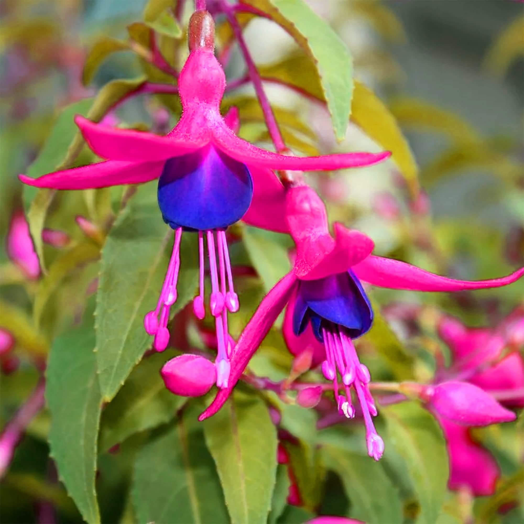 Pink Violet Fuchsia Flower Seeds For Planting - Grow Vibrant Blooms