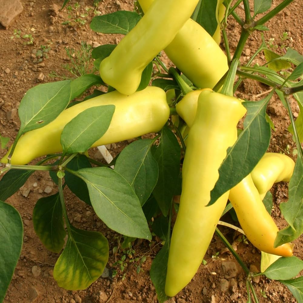 Hungarian Sweet Wax Pepper Capsicum annuum for planting in patio pots