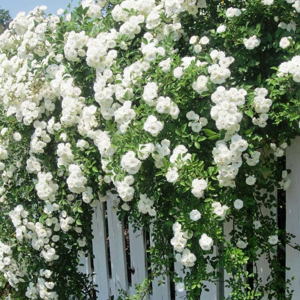 White Climbing Rose Flower seeds for Planting - Premium Quality, Heirloom & GMO Free Seeds for Home Garden
 
 Sale seeds for home garden