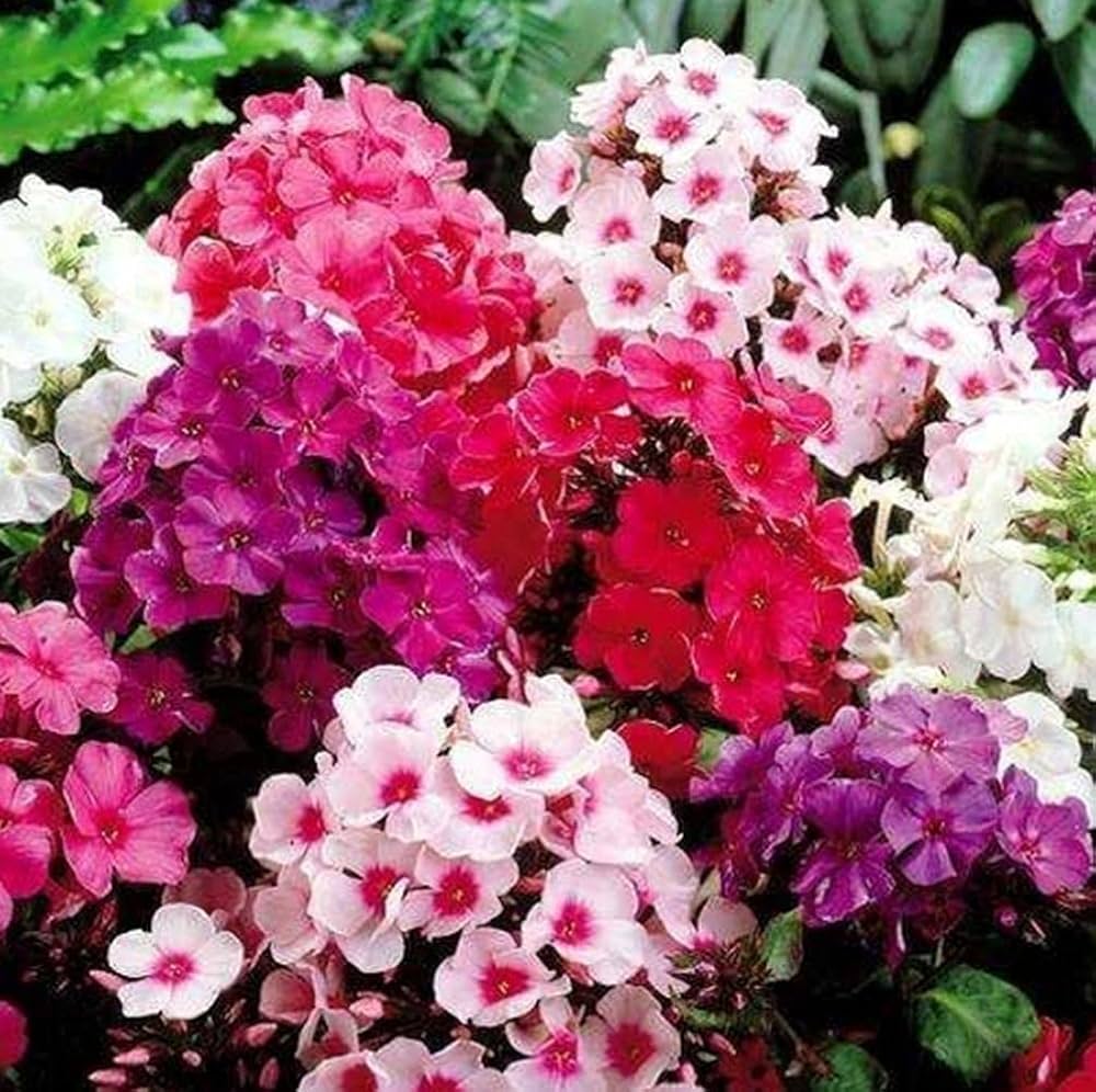 Phlox Phlox spp. for planting in flower bed