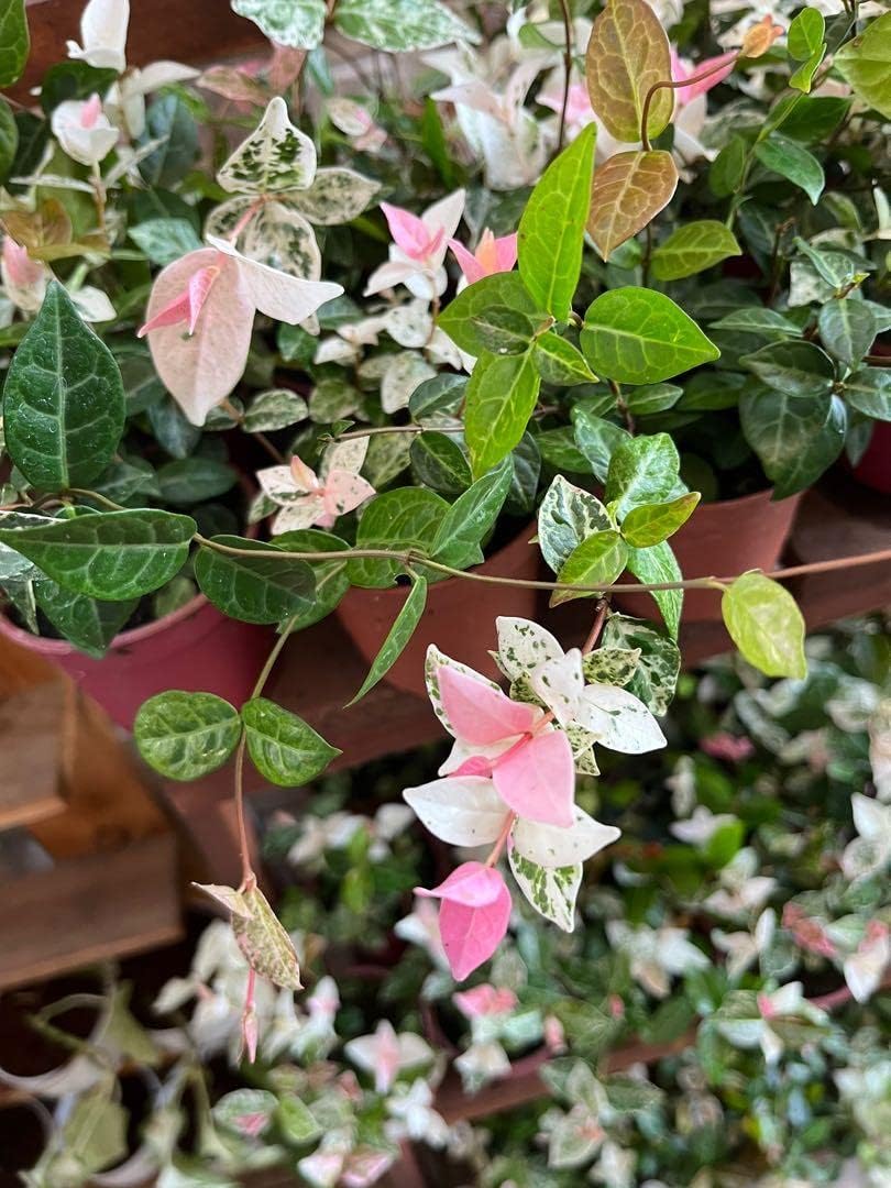 Multicolor Schlumbergera Flower seeds for Planting Versatile Use Heirloom & GMO Free Seeds For Home Garden 
 
 Sale for planting in home garden