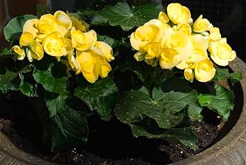 Yellow Geranium Flower seeds for Planting - Hardy Variety, Heirloom & GMO Free Seeds for Home Garden
 
 Sale for planting in home garden