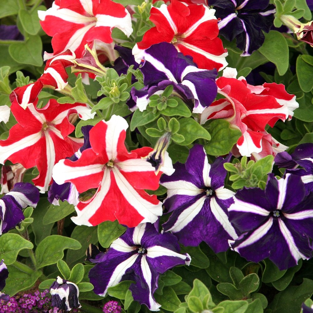 Pellettato Petunia Semi Limbo Viola Petunia Semi Seeds