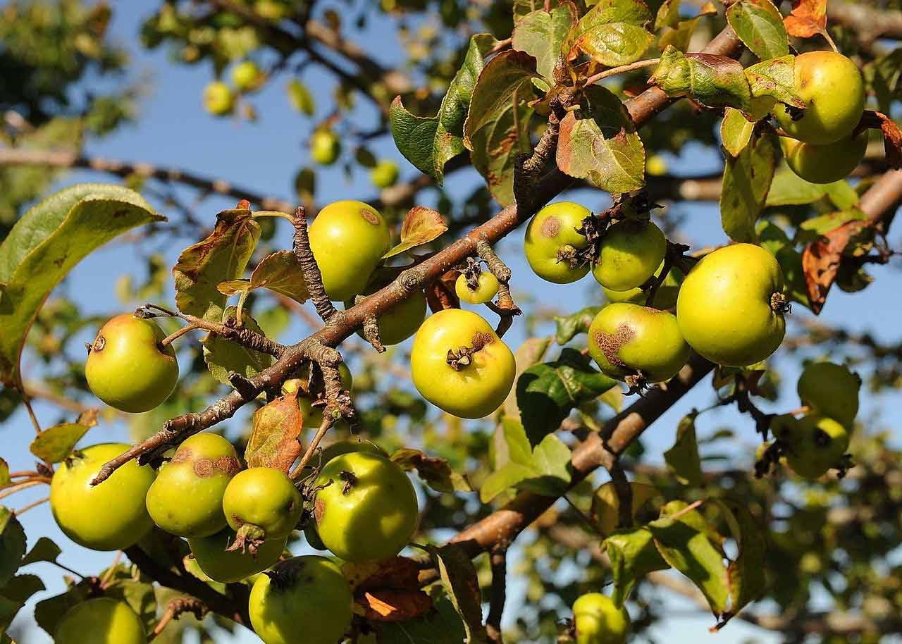 Tart Crab Apple Seeds For Planting