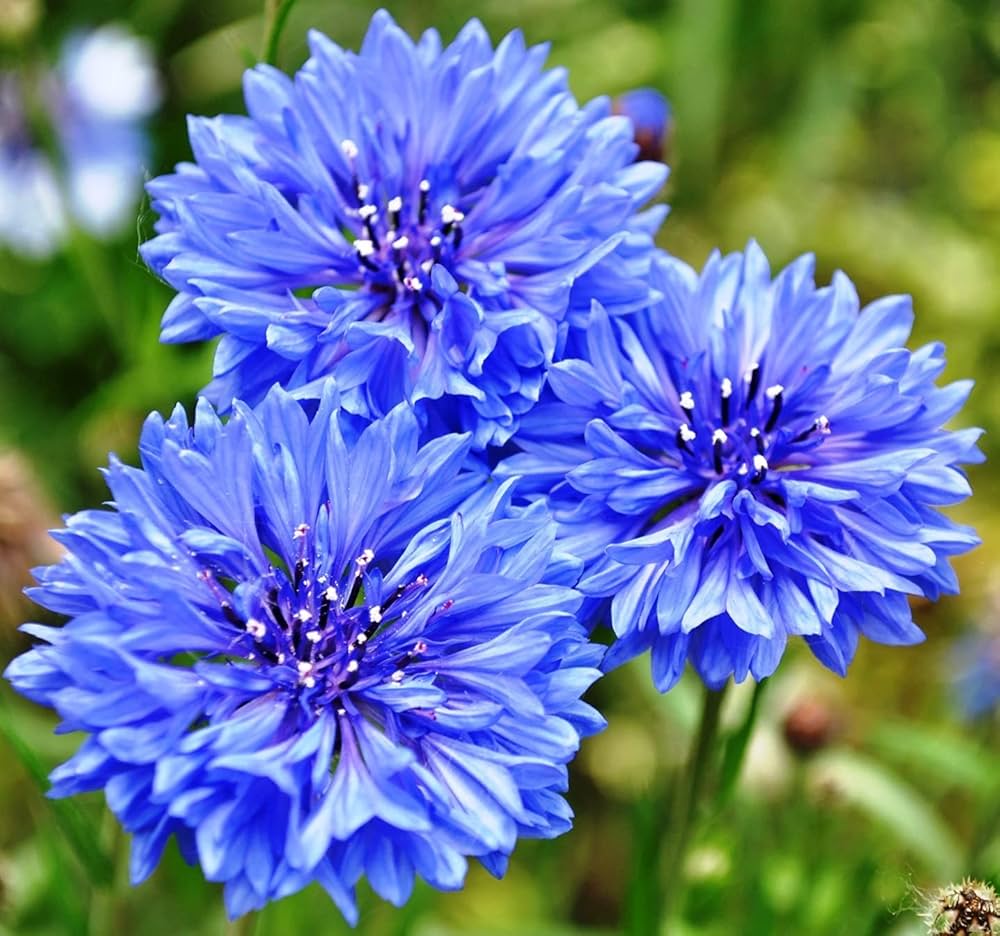 Centaurea Florence Series mix seeds for cottage border gardens