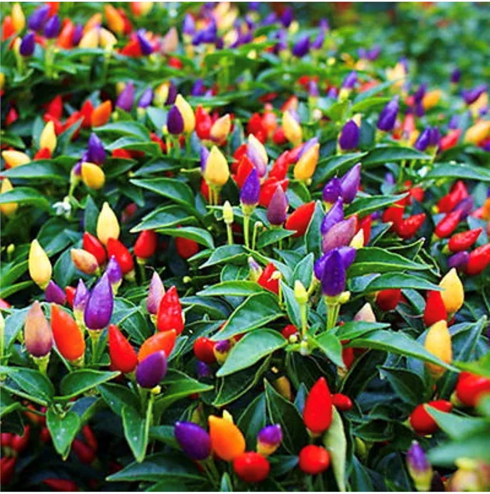 Colorful Rainbow Pepper Seeds For Vibrant Planting And Harvest Vegetable Seeds