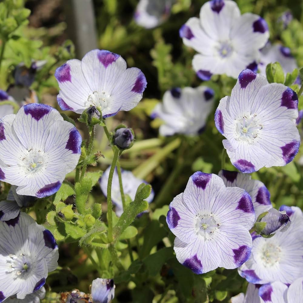Five Spot Nemophila maculata for planting in flower bed