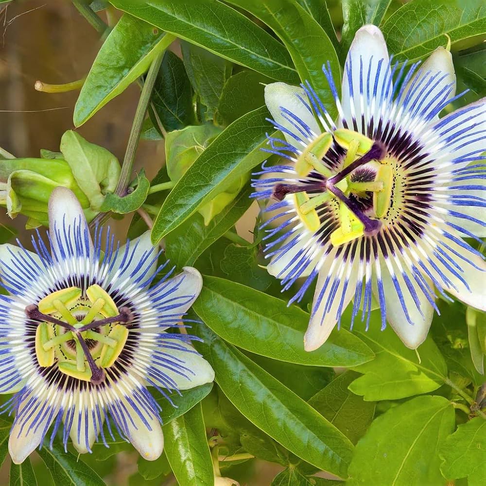 Water Lemon Passion Flower Passiflora laurifolia for planting in flower bed