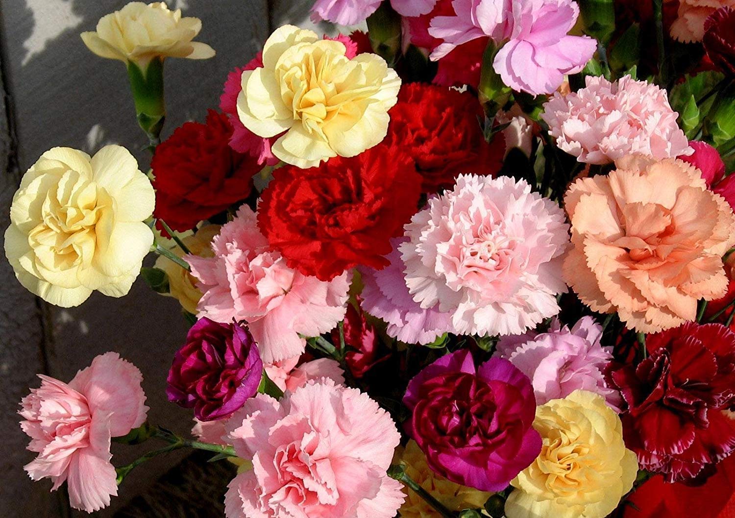 Dianthus Rose Carnation flower seeds for home garden planting