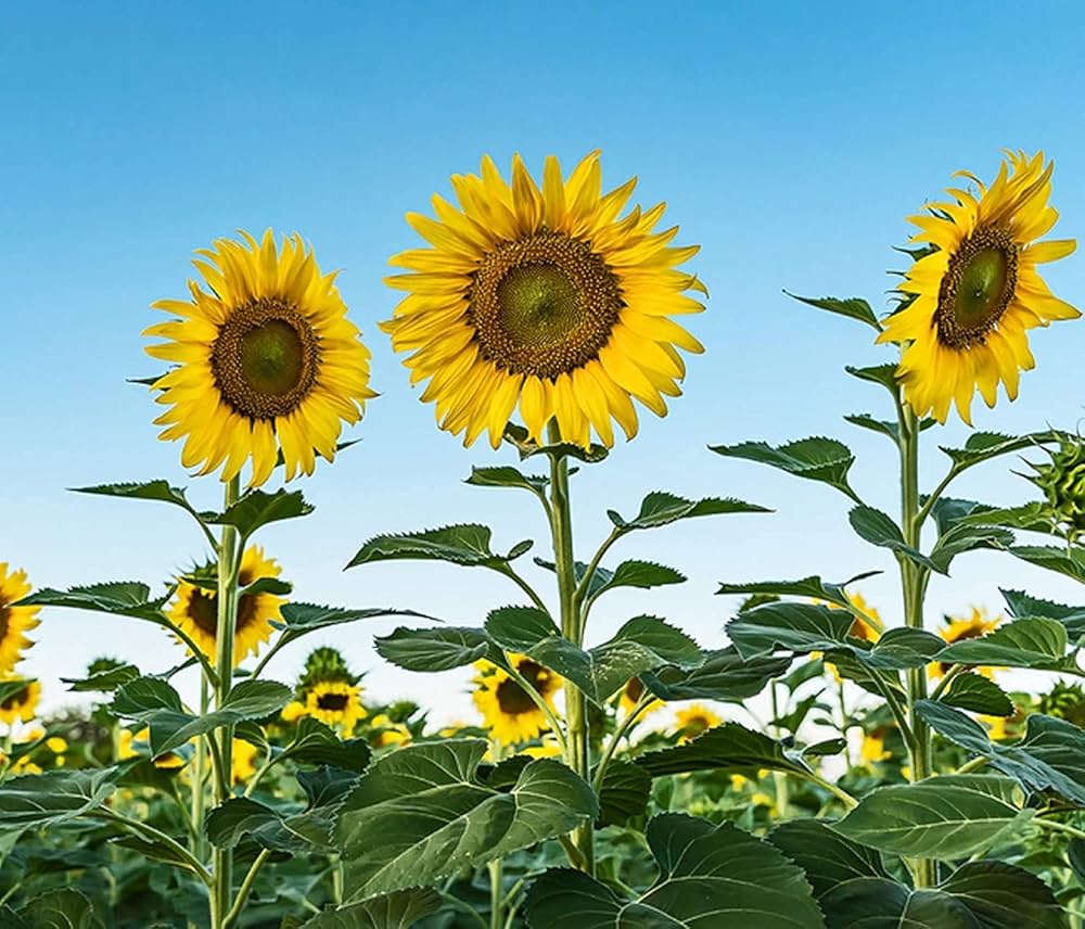 Giant Sunflower Helianthus annuus for planting in flower bed