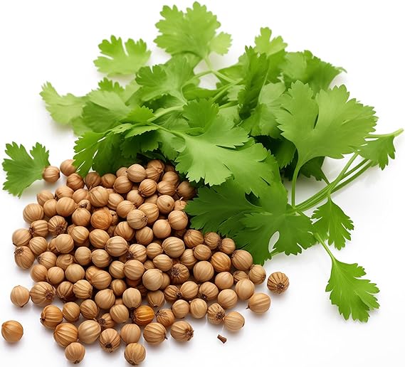 Coriander Plant Coriandrum sativum for planting in herb garden