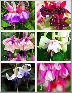 Fuchsia Fuchsia spp for planting in flower bed