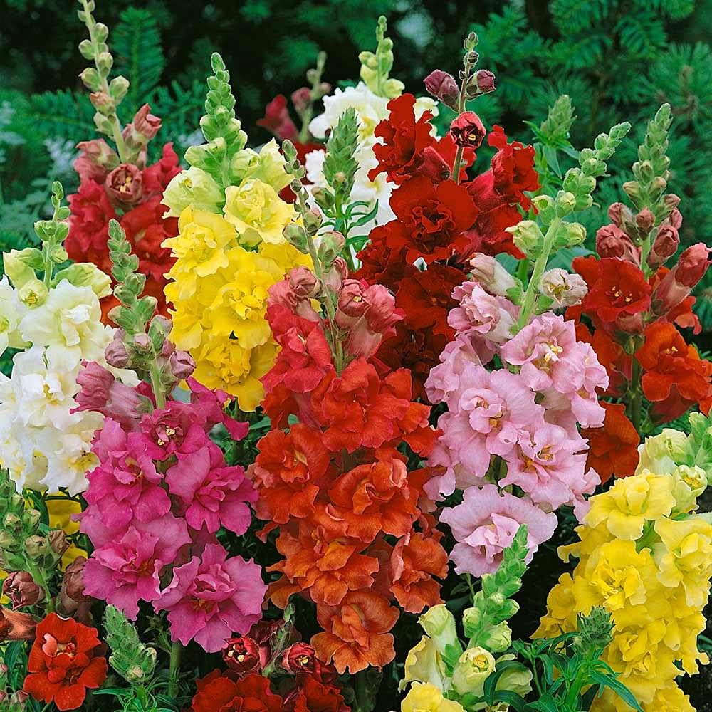 Snapdragon Seeds (Anthirrhinum Majus) for vibrant garden flowers