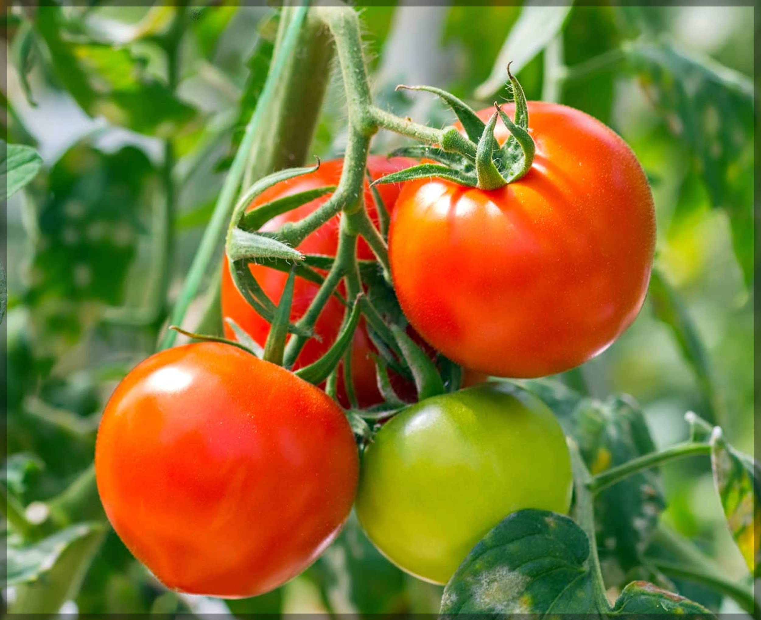 Reisenden 76 Tomato seeds for flavorful, high-yield tomatoes