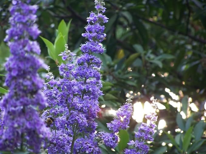 Blue Buddleia Flower Seeds For Planting