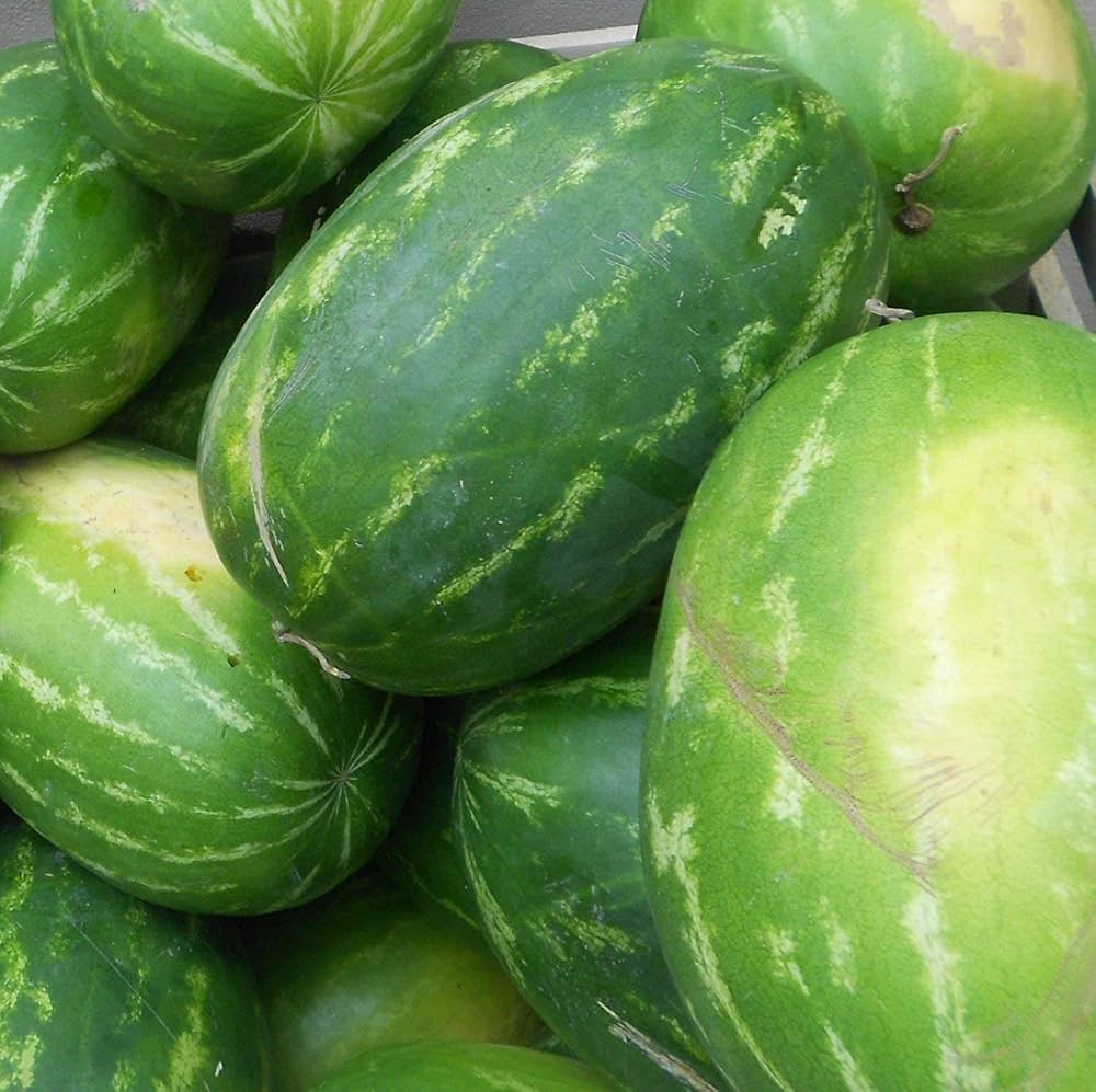 Mixed Watermelon Citrullus lanatus for planting in urban garden or home garden