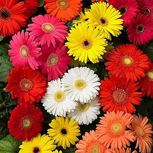 Gerbera Daisy Gerbera jamesonii for planting in flower bed