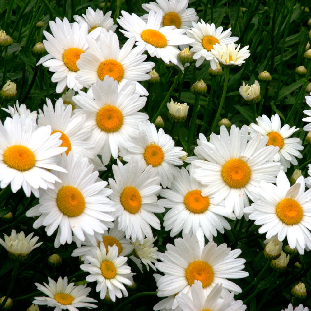 Daisy Seeds Livingstone Yellow White Flower Variety for beautiful blooms