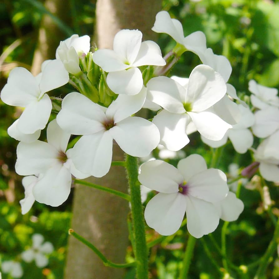 Dame’s Rocket Hesperis Matronalis flower seeds for planting in flower beds