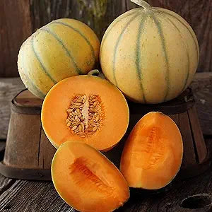 Charentais Melon Cantaloupe Cucumis melo for planting in vegetable patch