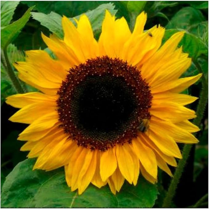 Sunflower Series Yellow seeds for compact sunflowers