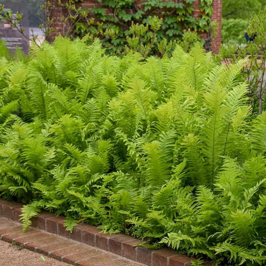 Ostrich Fern Plant Seeds & Planting Kit